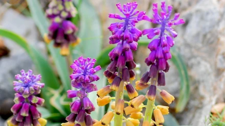 Bilim dünyasına yeni bir bitki türü kazandırıldı